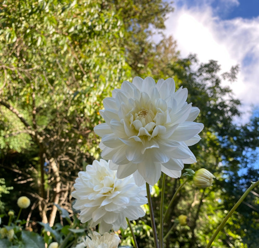 Vista Jake dahlia tuber