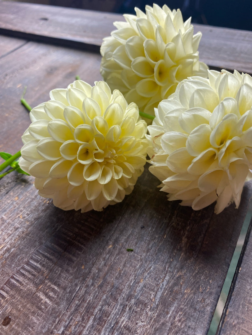 Creamy Dahlia tuber