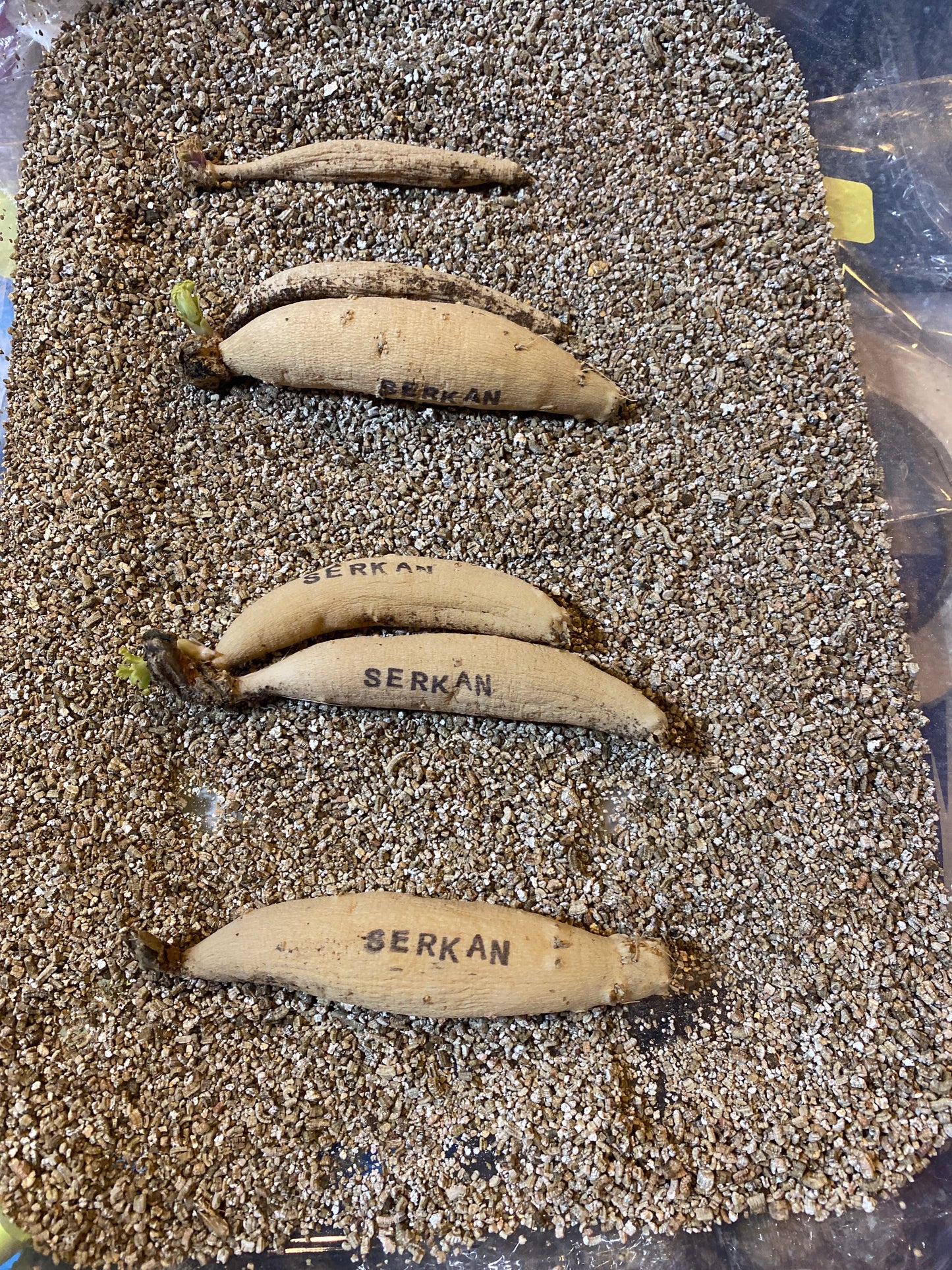 Serkan Dahlia Tuber