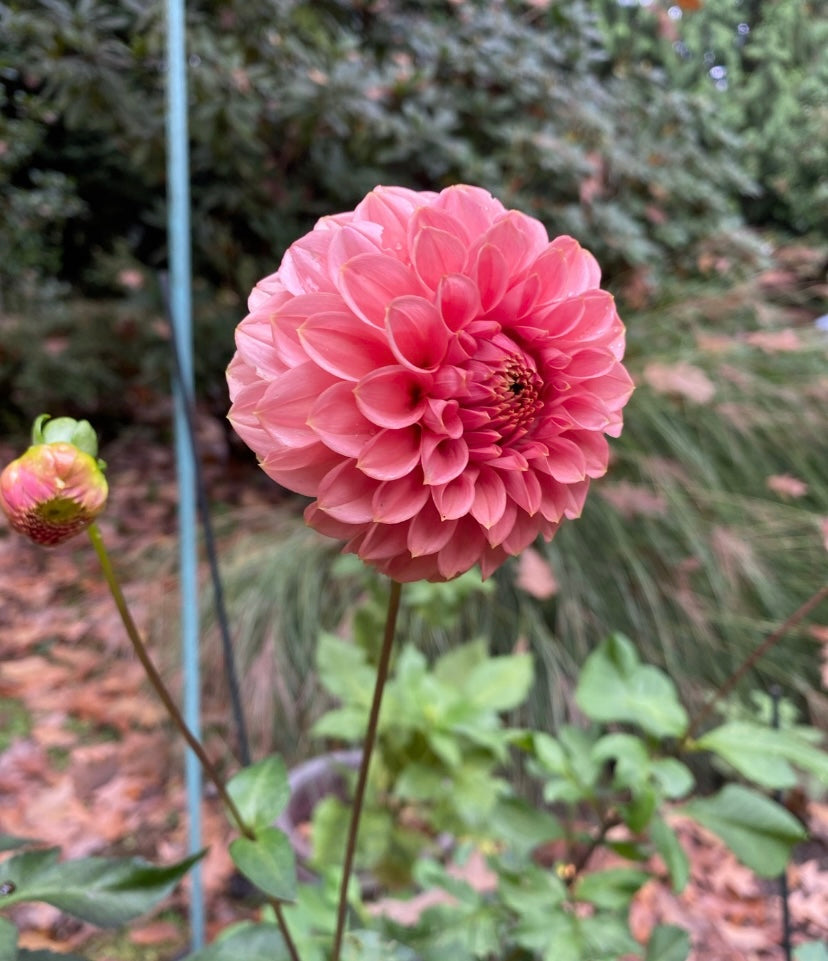 KA Keltie Rose dahlia tuber