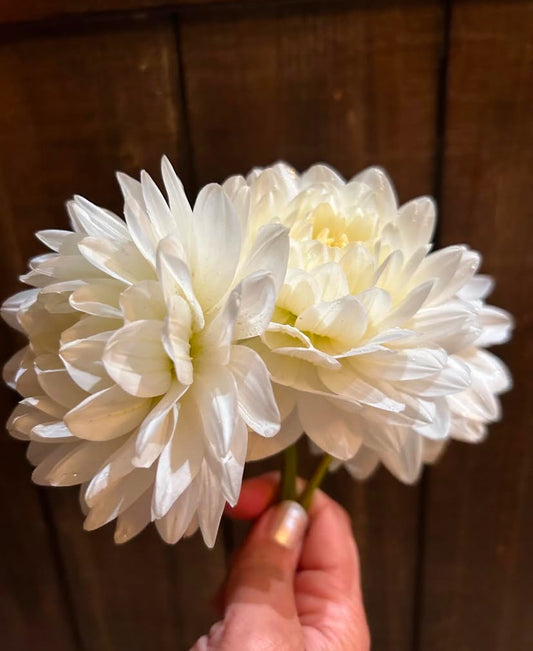 Vista Jake dahlia tuber