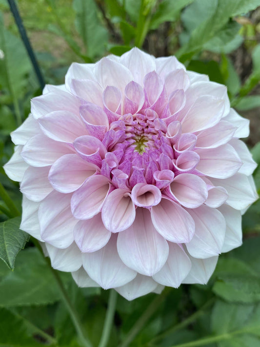 Jeff Bloom