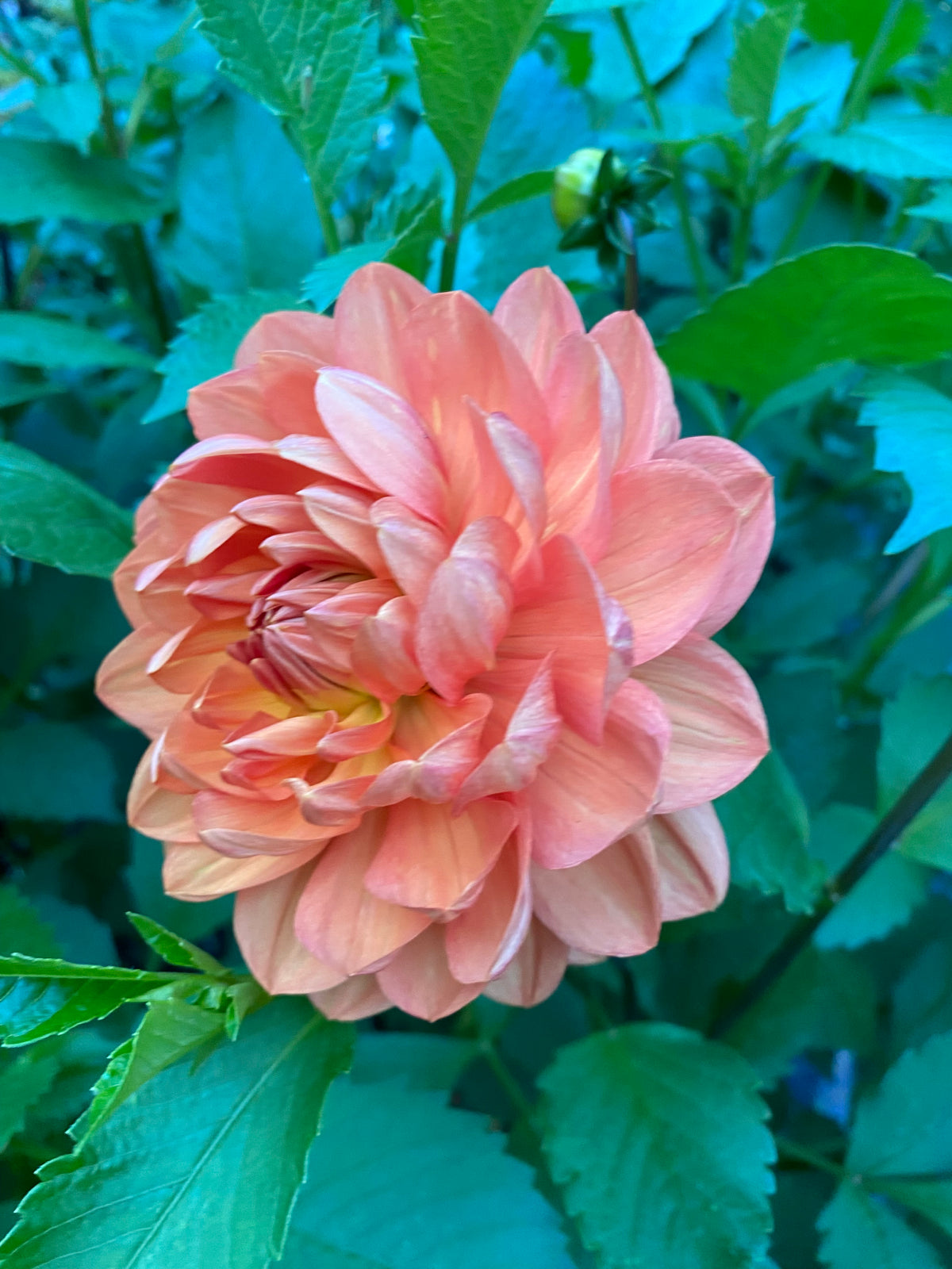 Hollyhill Sophia 2