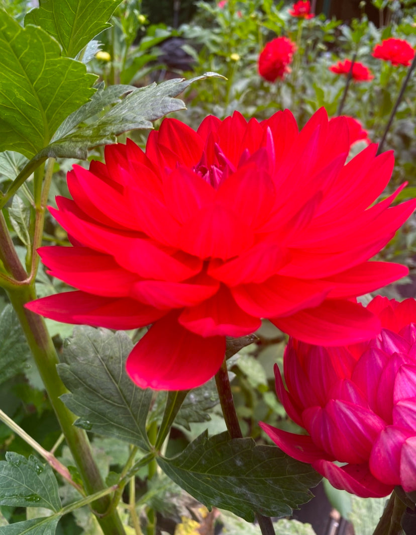 Red Velvet Dahlia Tuber