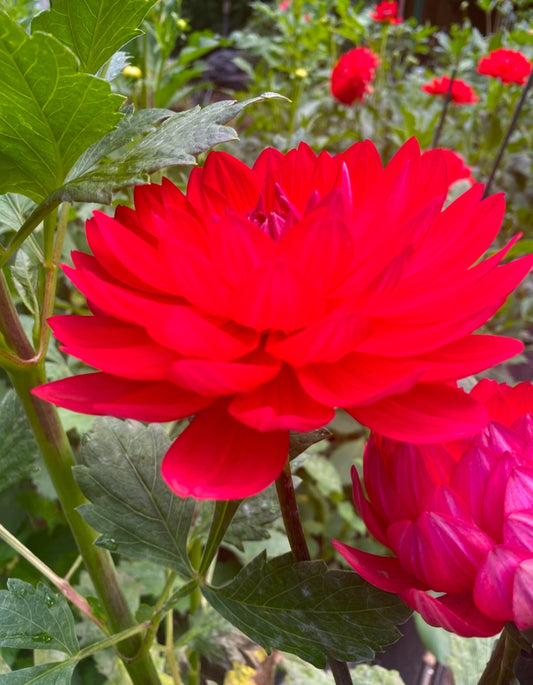 Red Velvet Dahlia Tuber