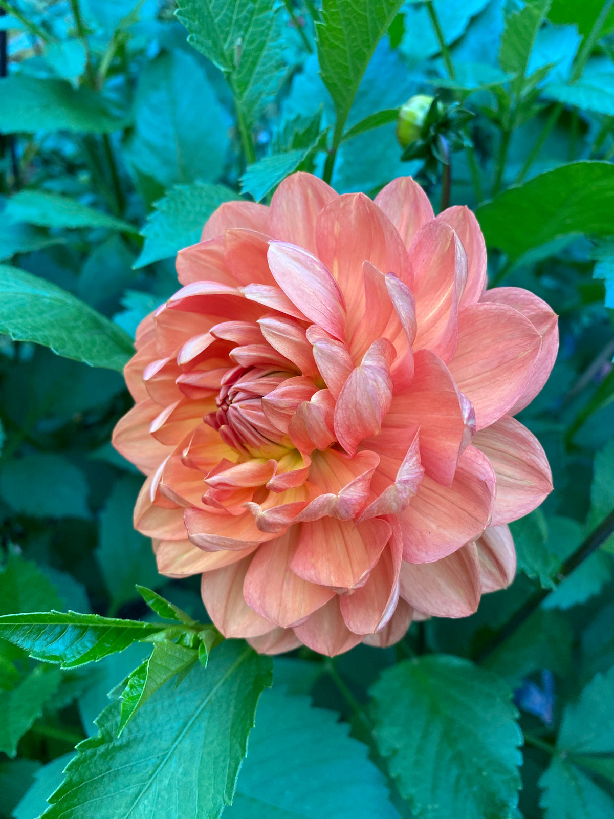 Hollyhill Sophia 2