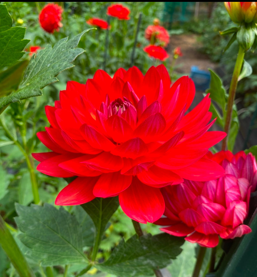 Red Velvet Dahlia Tuber