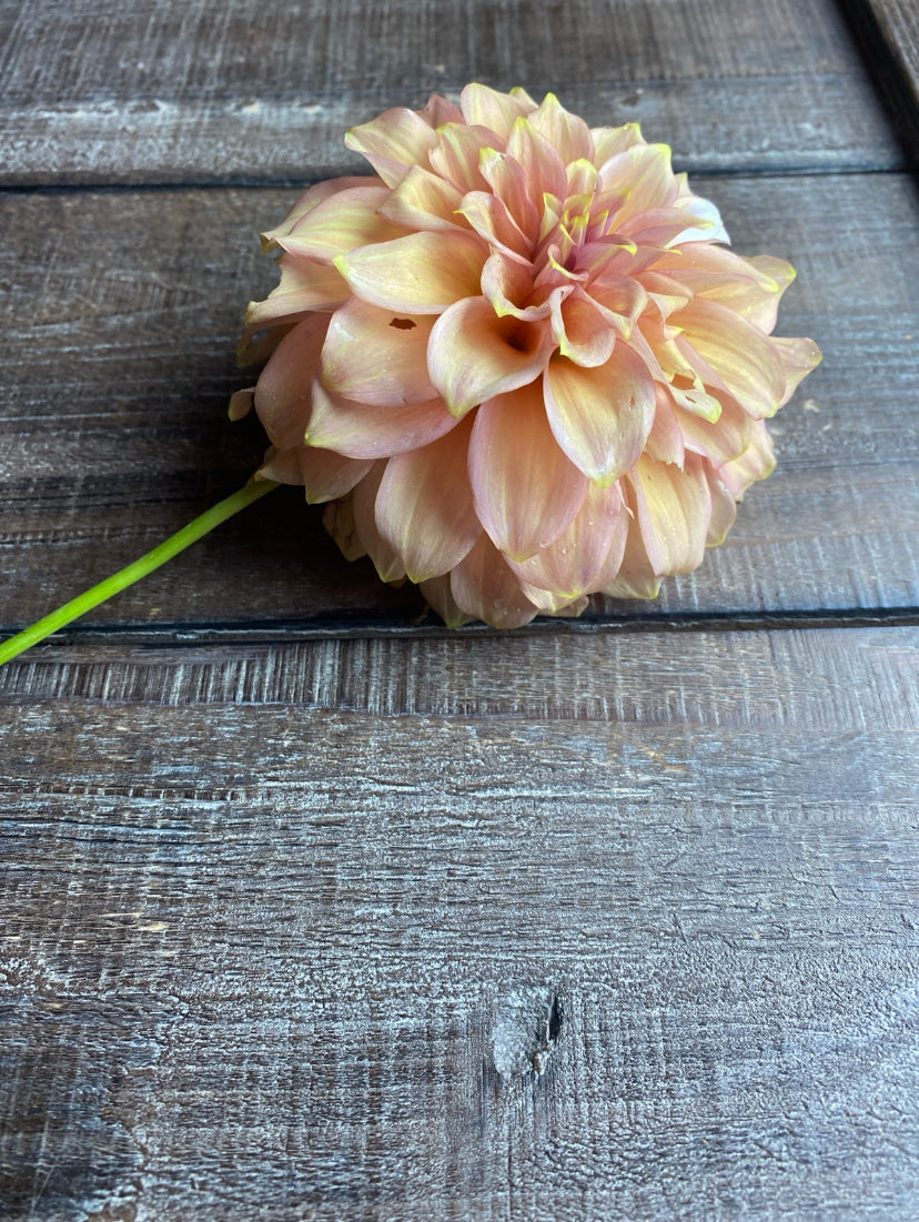 Peachy Parade dahlia tuber