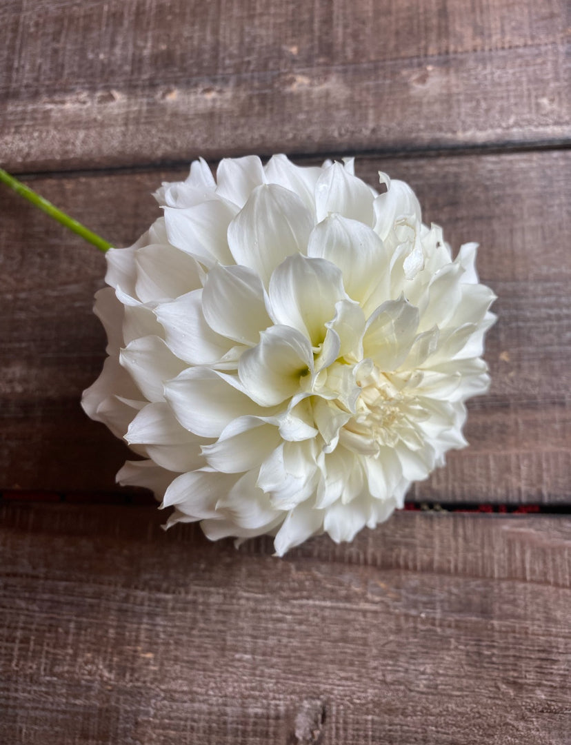 Irish ruffles dahlia tuber