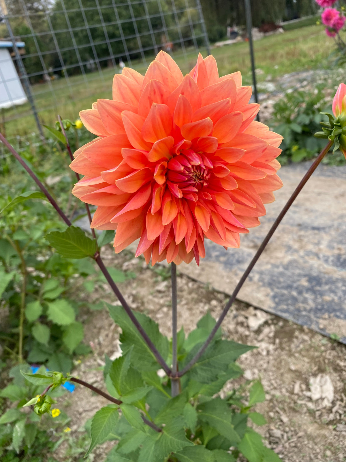 Dahlia Seeds Fully Double