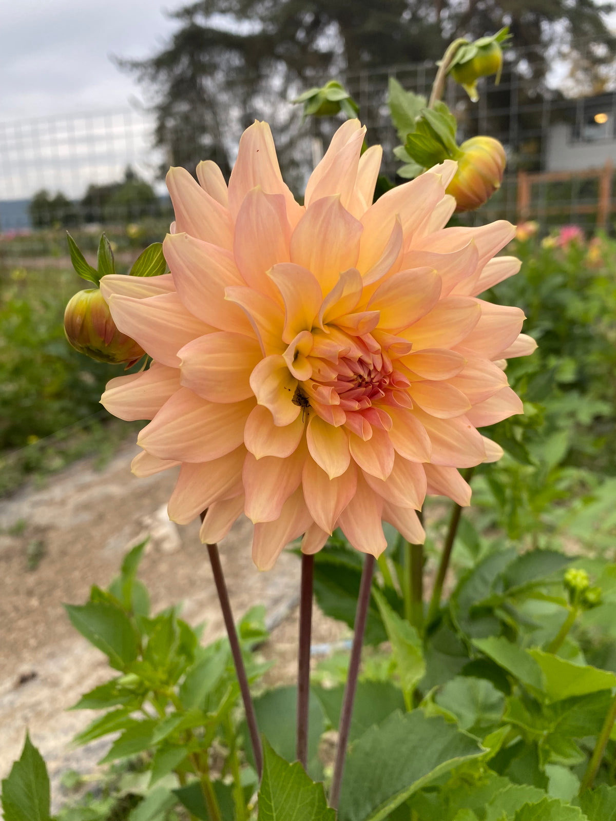 Dahlia Seeds Fully Double