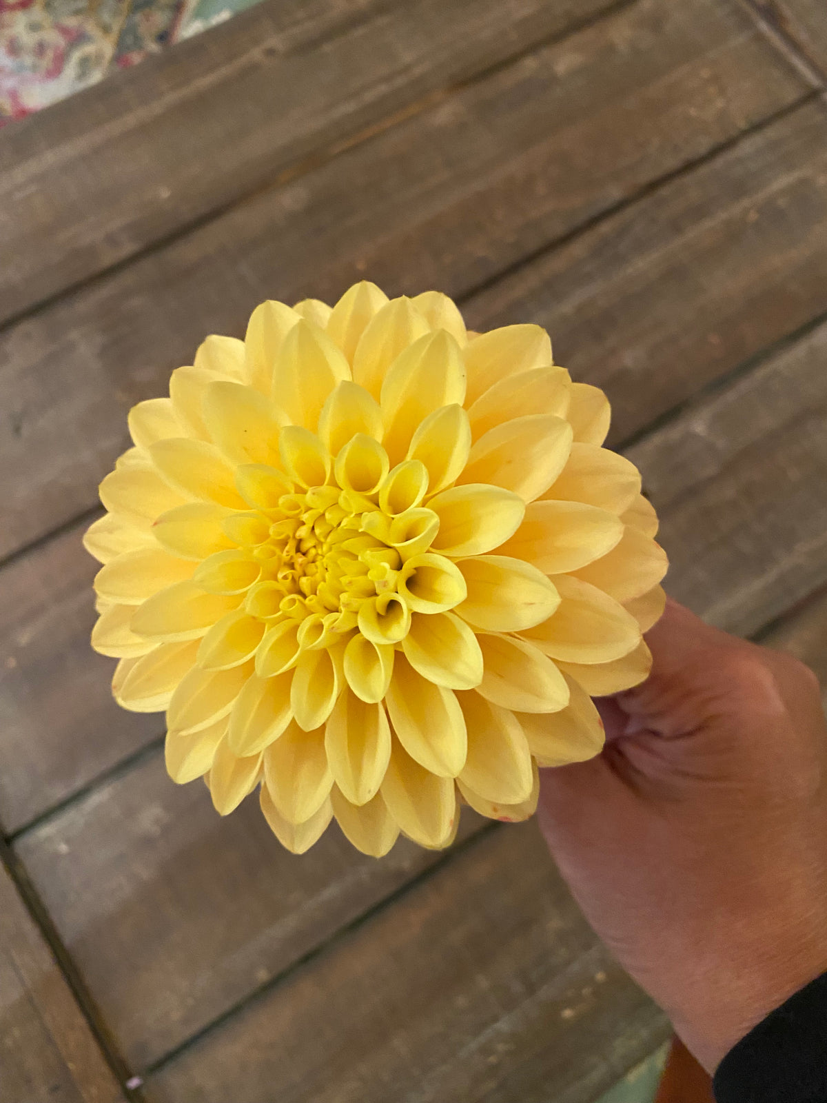 Dahlia Seeds Fully Double