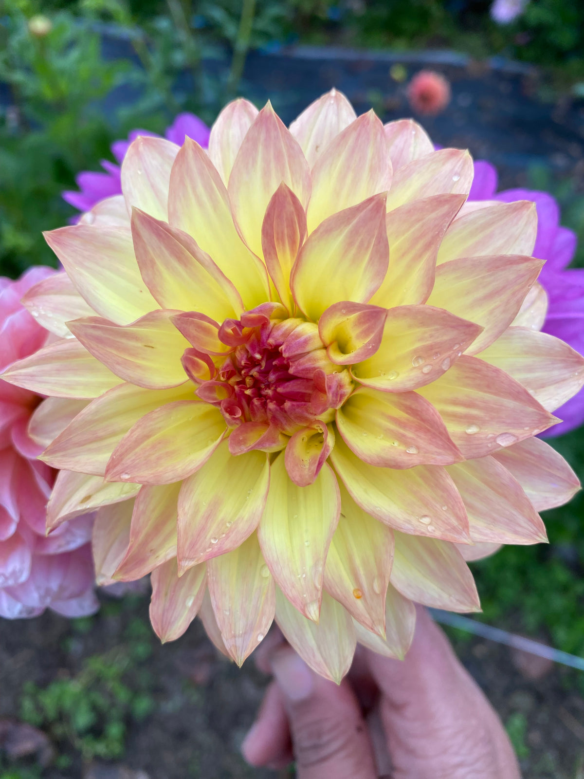 Dahlia Seeds Fully Double