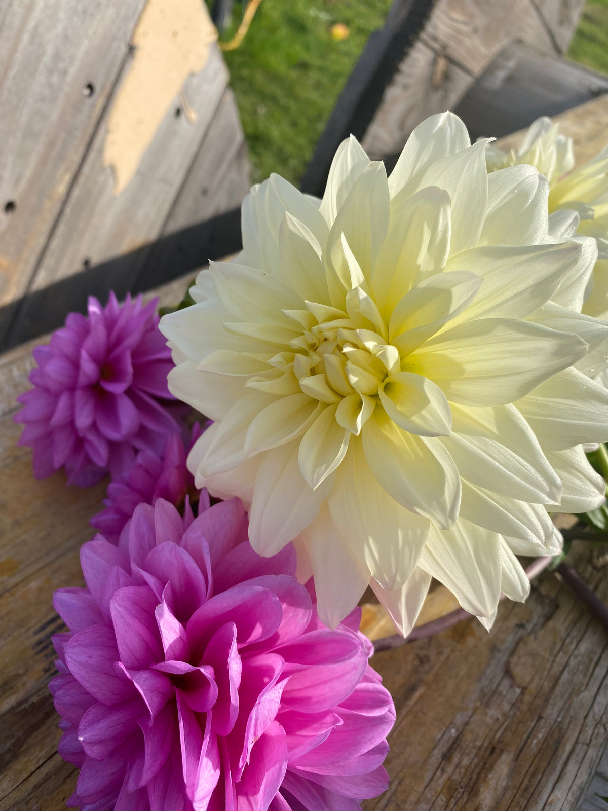 Dahlia Seeds Fully Double
