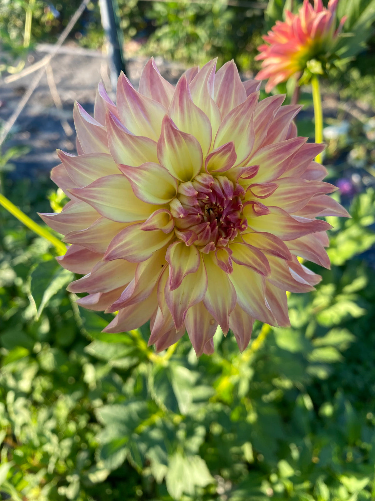 Dahlia Seeds Fully Double