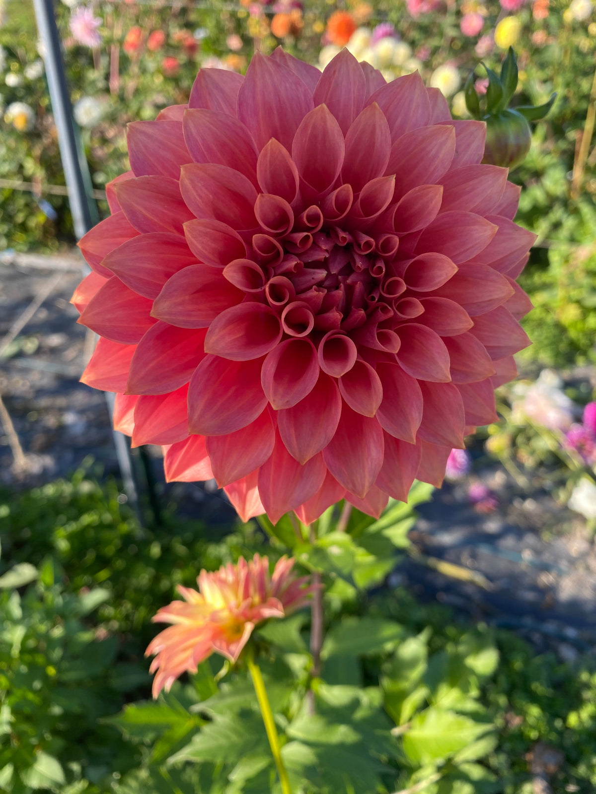 Dahlia Seeds Fully Double